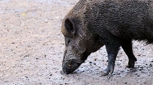 Wild Boar, Pig, Park, Trunk