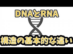 DNA,RNAの構造の基本的な違いを解説！【生体構成成分】