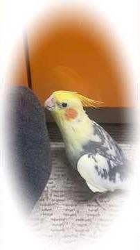 【ぱるちゃん】夏の足ちゃんと出会ったオカメインコ