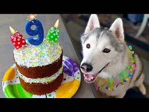 The BEST Carrot Cake Birthday Cake for Dogs 🎂 DIY Dog Treats