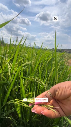 Ex Baika is one of the rice varieties grown in Asutsuare, one of Ghana’s oldest agricultural hubs, now striving to revamp after years of neglect. | Jonilar.net