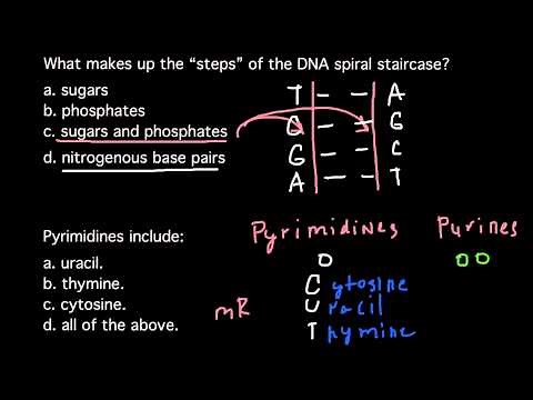 What makes up the steps of the DNA spiral staircase