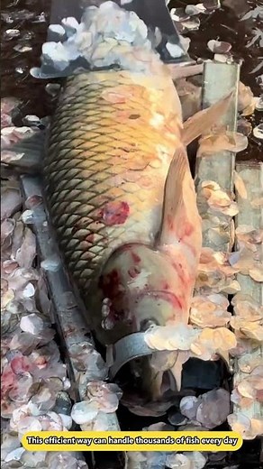 A process for rapid removal of fish scales