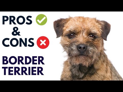Border Terrier Breed Pros and Cons | Border Terrier Advantages and Disadvantages #AnimalPlatoon