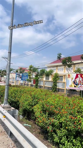 Sầu Riêng Ngũ Hiệp Giá Bao Nhiêu