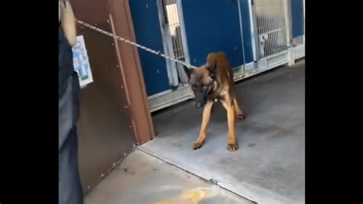 10K views · 295 reactions | *Adopted!* SEARCHING for special home...