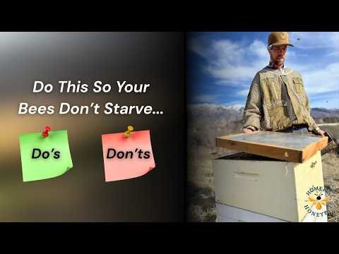 Spring Beekeeping: First Hive Inspection After Winter (Feeding, Brood & Mites)