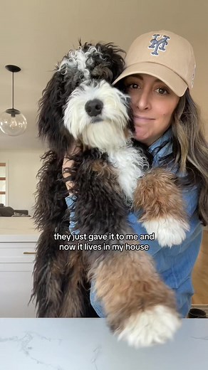 My New Mini Bernedoodle: A Furry Bundle of Joy