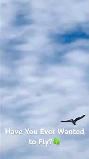 The Perfect Moment to Take Fly. #seagulls #seagulls #flying #Boston #travel #weather