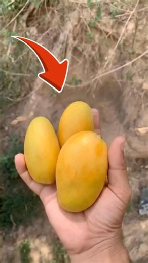 I Tested 3 Fastest Ways to Ripen Mangoes (Results) | Part 2