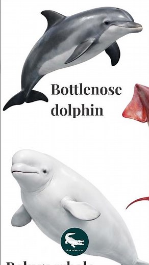 🐬 Bottlenose Dolphin: The Ocean Genius 🌊