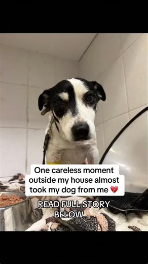 My Dog's Recovery After a Traumatic Accident