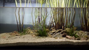 How to create an 250 liter Biotope Aquarium Mexican Lagoon Biotope with wild variatus platy - Xiphophorus variatus Family Poeciliidae Genus Xiphophorus Species X. variatus (Meek, 1904) The variatus platy (Xiphophorus variatus), also known as variable platyfish or variegated platy, is a species of freshwater fish in family Poecilidae of order Cyprinodontiformes. A live-bearer, it is native to southern Tamaulipas and northern Veracruz states in northeastern Mexico. It is a popular fish in the aqua