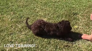 19K views · 74 reactions | Don’t wait for puppy school to reopen, get...