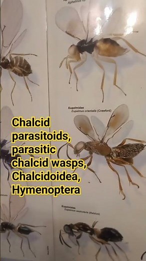 SMALL WASPS: Entomophagous & phytophagous chalcid wasps, Chalcidoidea, Hymenoptera. Parasitoids.