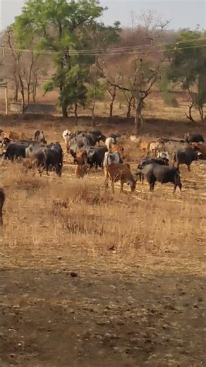 हम चल पड़े गया और भैंसों के लिए पशु आहार लेने के लिए#DesiVlog#IndianVlogger#DesiLife#Vloglndia#Dai