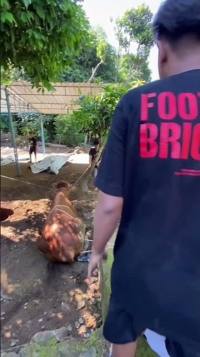 Sapi Kurban Mengamuk Sebelum disembelih