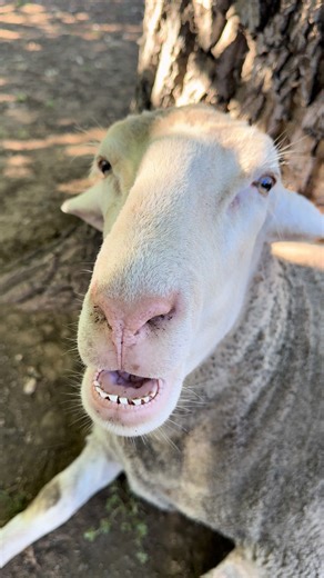 Happy #sunday Let’s collect some eggs! And 2pac is a pain in the $&@! #thankyouforyourservice #2pac #collection