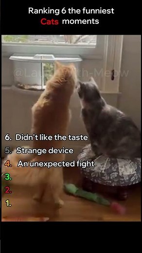 Cats That Will Make You Laugh 😂