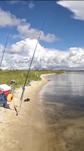 Monster fish caught off a Florida beach. | Brant Peacher Realtor