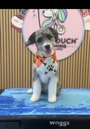 #CapCut #puppyintroduction #doggrooming