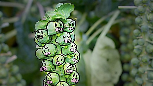 How Brussels sprouts went from bitter blunders to tasty trend: The science behind the transformation