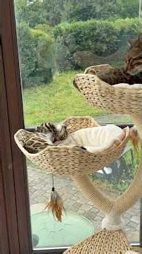 So ein schönes Gefühl.. das verstehen nur Katzenbesitzer 🤎