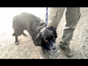 What happens when this dog hears the word "Vet" is hilarious!
