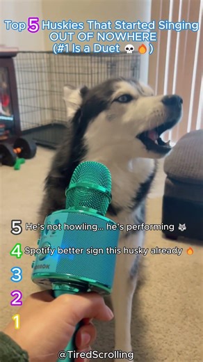 Top 5 Huskies That Started Singing OUT OF NOWHERE (#1 Is a Duet 💀🔥) #dogs #funny #crazy #cute