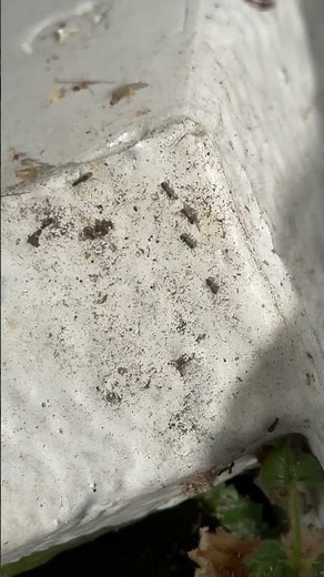 Little black ants vs sugar ants ?commercial exterminators Difference How to stop the infestation