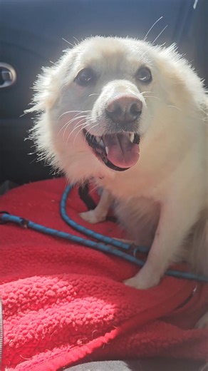 We are overjoyed to share the wonderful news about our 22.2-pound female Eskie, Matty, also known as Marching Matilda. Our two-year-old girl, who became part of our rescue family on October 8th from the Logan County dog shelter, has tested negative for the Snap4dx test. It is truly a blessing, given her extended period of time being on the run since July. She has tested negative for Lyme and heartworm. Matty has, however, developed an ear infection in both ears, requiring medication, which will