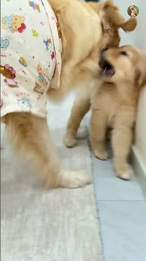 Golden retriever moments 🤩