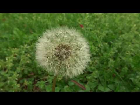 The Power of the Holy Spirit (Dandelion Object Lesson - John 20:19-23)