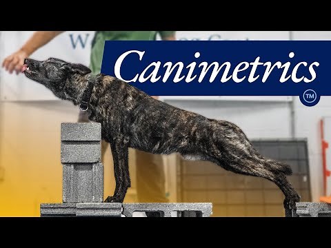 Canimetrics: Essential Exercises to Keep Working Dogs Strong and HEALTHY!