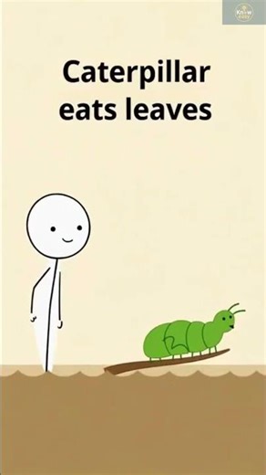 How a Caterpillar Becomes a Butterfly?