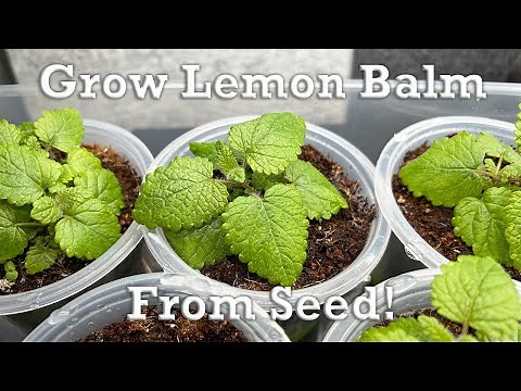 The Easy Way To Grow Lemon Balm From Seed