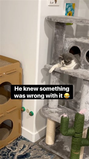 He’s thinking “What is it doing?!” 😂 | Baby and Blue