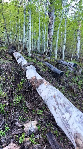 10 facts about my favorite tree, the quaking aspen. 1. Quaking aspen trees (Populus tremuloides) are deciduous trees native to North America known for their distinctive white bark. 2. They are named