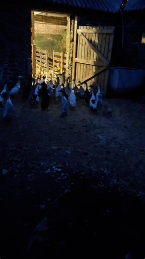 Walking the runner ducks to bed from their day in the barn 🦆 #indianrunnerduck #runnerduck #duck #farmer #quack