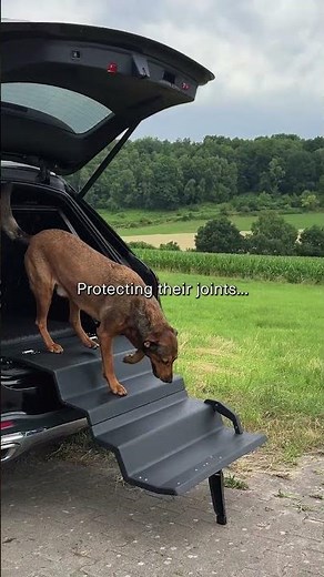 Dog & Drive: The Complete Dog Travel System