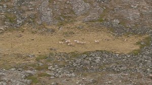 Prey Hunting Caribou. Caribou scatter into a rocky terrain as they are being chased by Arctic Wolves. The pack of caribou anxiously scamper to avoid capture.