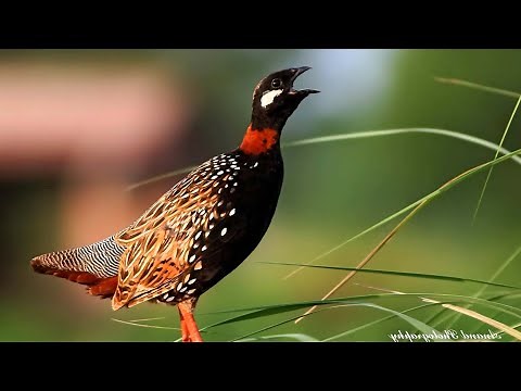 Black francolin (Francolinus francolinus) sound Call and song
