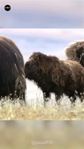 కస్తూరి ఎద్దులు తోడేళ్లను ఇలా మోసం చేస్తాయి 🐂🐺 | Amazing Animal Defense Strategy #ox #facts