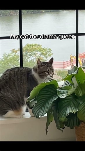Nobody Knows Why This Cat Did This… 😭🐈