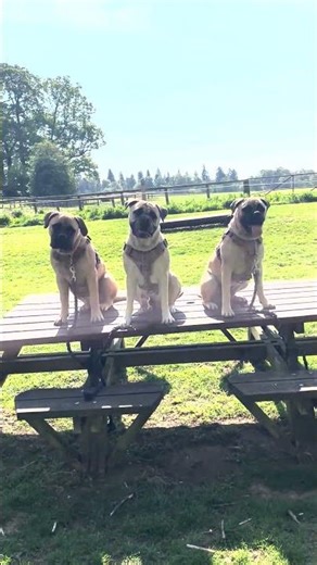 Obedience training. #bullmastiff #bullmastiffs #puppies