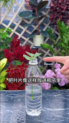 Revive Your Money Tree: Pruning Tips & Blossom Boost