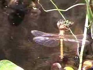 Dragonfly Metamorphosis