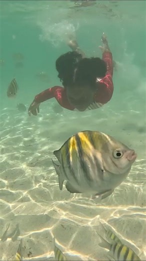 33K views · 4K reactions | In our element 錄 #family #roatan #honduras #travel #travelfamily | The Schoeller Family | Facebook