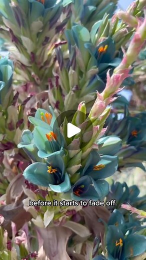The Huntington on Instagram: "Head gardener Ivan is back with another bloom alert! Check out the beautiful turquoise flowers of Puya alpestris in the Desert Garden."