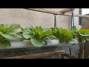 Growing mustard greens in a hanging pipe at home || farming at home